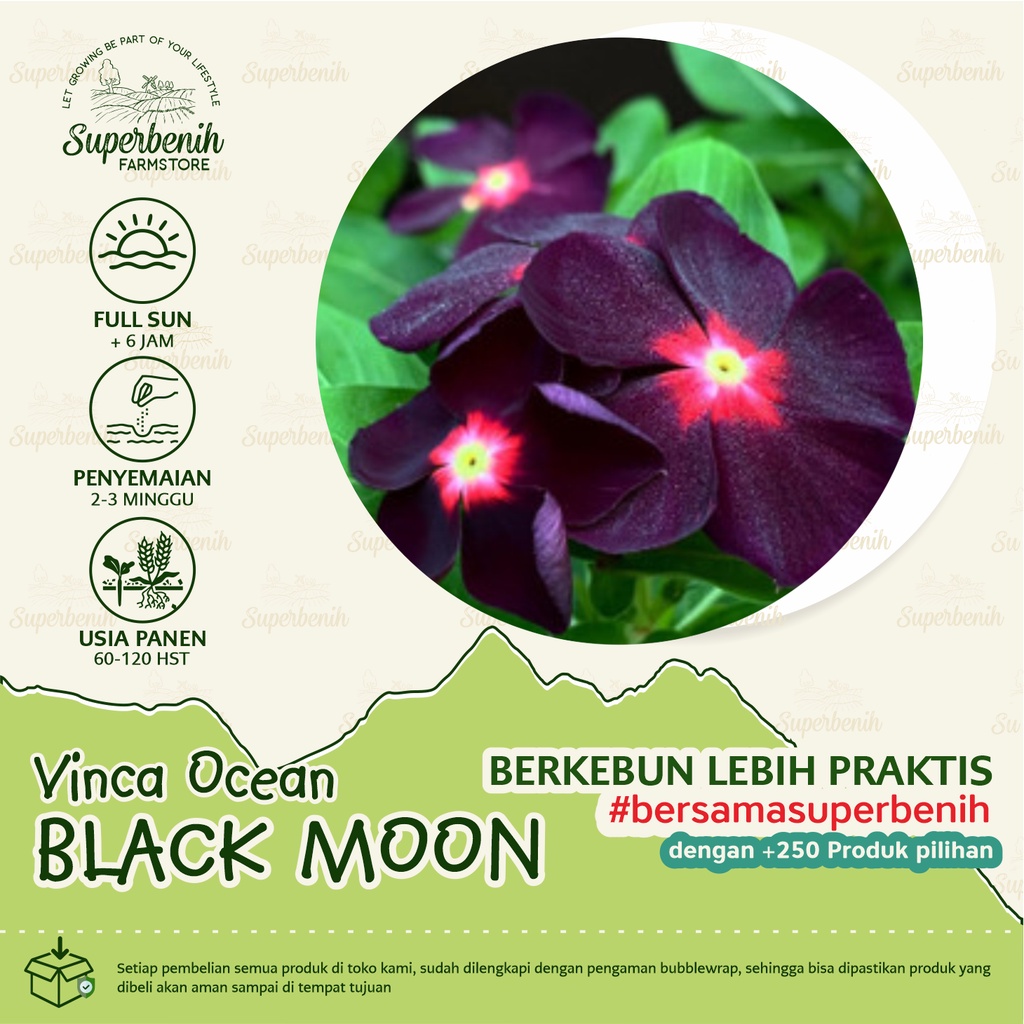 10 Biji - Benih Vinca Ocean BLACK MOON