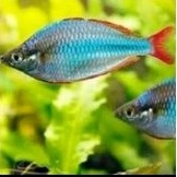 ikan hias aquascape rainbow peacock ikan hias rainbow peacock ikan pelangi ikan hias aquascape ikan 