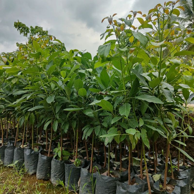 Tanaman Pohon Alpukat Pinkerton Batang Besar  Siap Berbuah