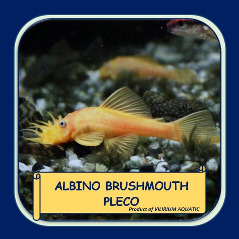 IKAN HIAS AIR TAWAR - SAPU SAPU BRUSHMOUTH ALBINO / ALBINO BRUSHMOUTH PLECO (±8cm)