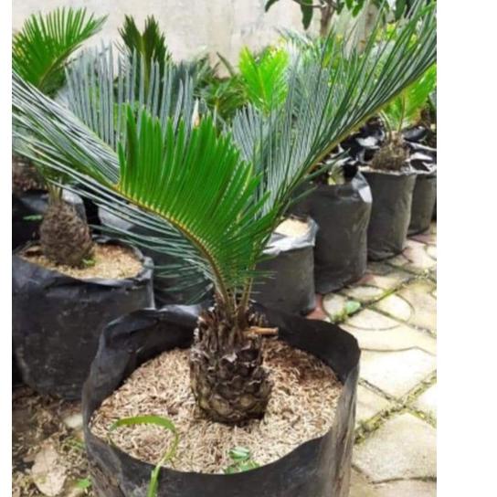 Langsung Order PALEM SIKAS 4-8 DAUN - MAWAR JAMBE