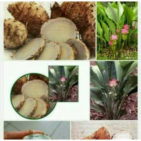 

Terlaris UMBI TEMU HITAM COD