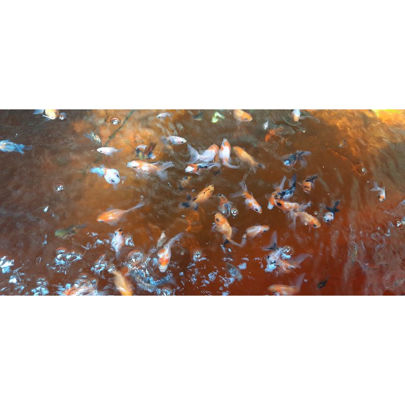 anakan ikan mas koki oranda
