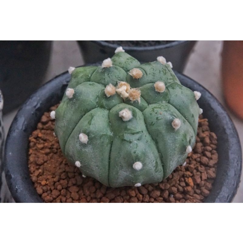 Astrophytum Kikko