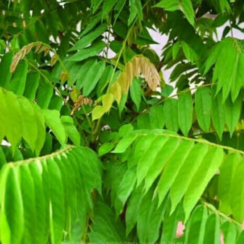 

daun belimbing wuluh 100gram