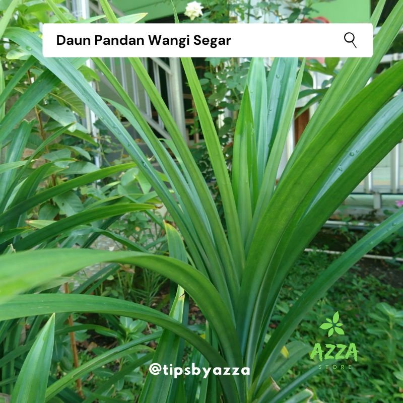 Daun Pandan Segar / Daun Suji Segar / Pewarna Hijau Alami