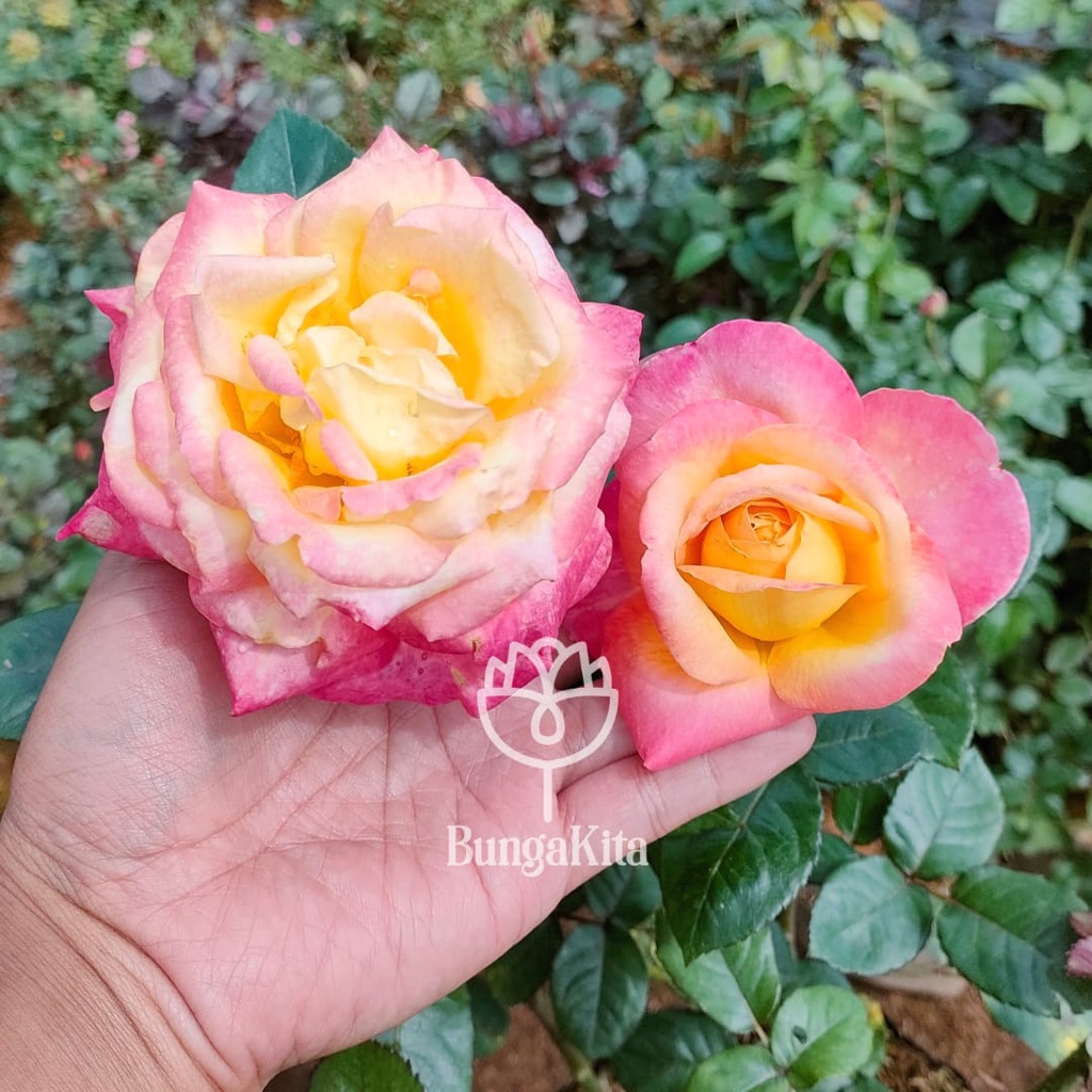 MAWAR IMPORT SUMMER OF LOVE Ukuran Dewasa