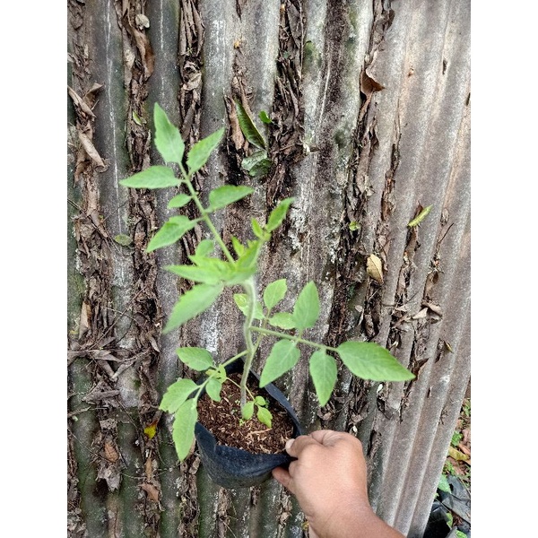 bibit tanaman tomat apel | siap berbuah