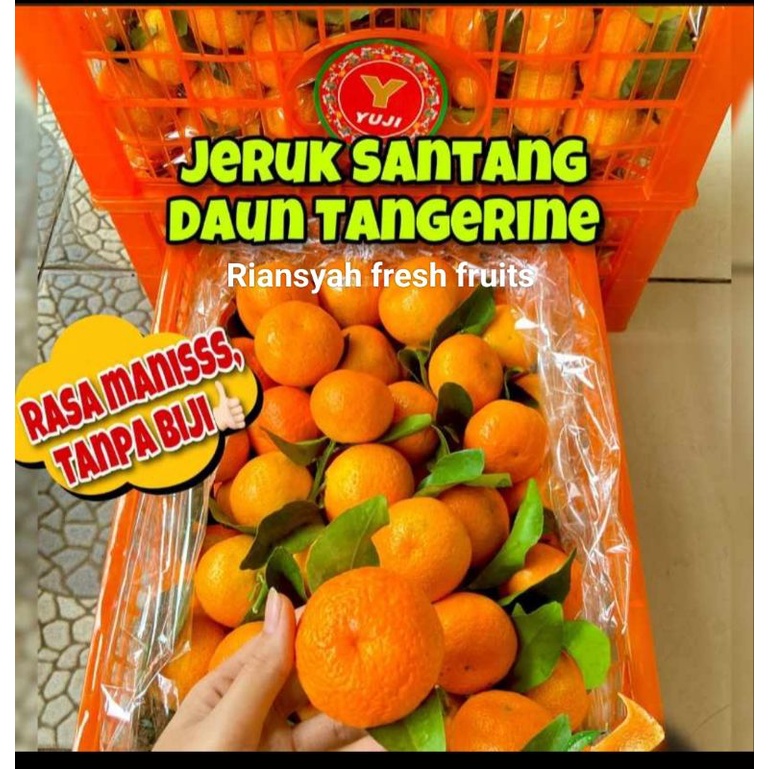 

jeruk Santang daun buah Birma