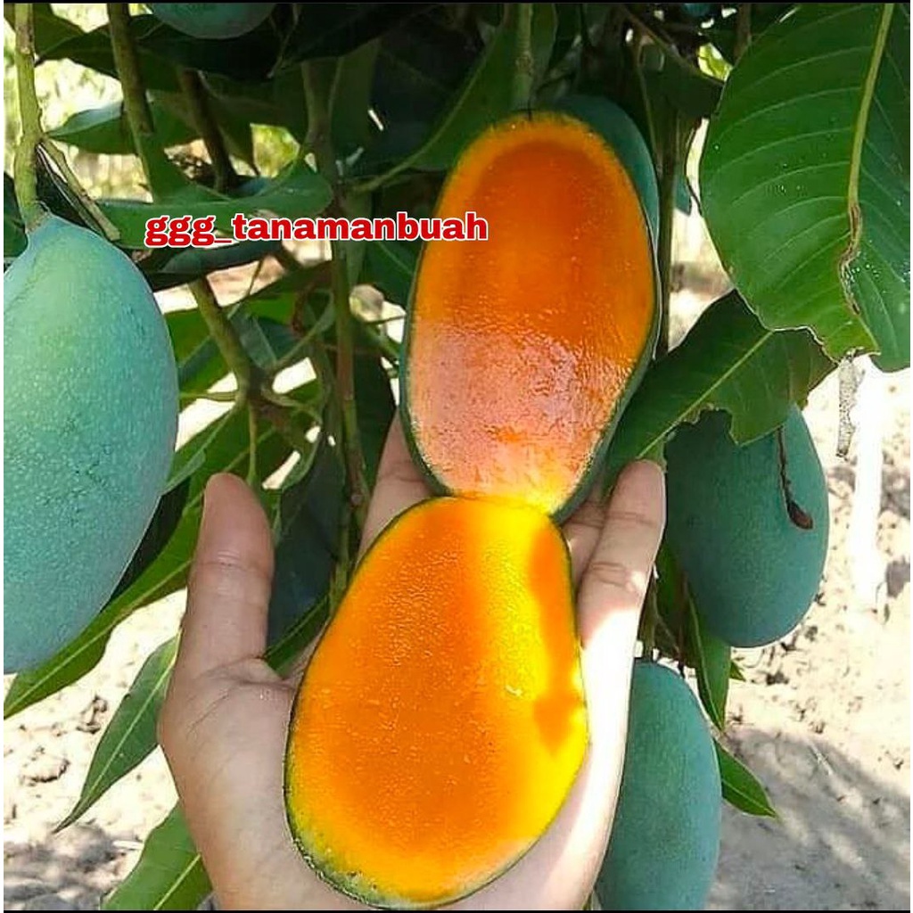 Bibit Mangga Harum Manis Super Okulasi