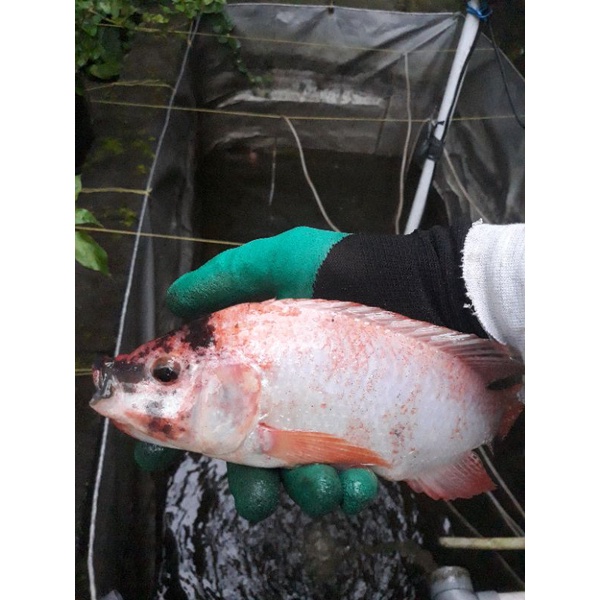 Ikan Nila Merah Segar (Hidup) 1kg/Khusus Pengiriman Instant Grab