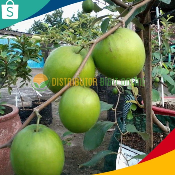 Bibit Tanaman Buah Apel Futsa India / Putsa AA99