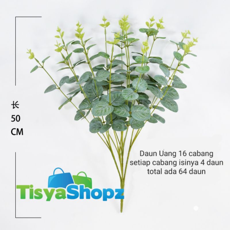 Daun Uang 16 cabang ( Tanpa Pot )