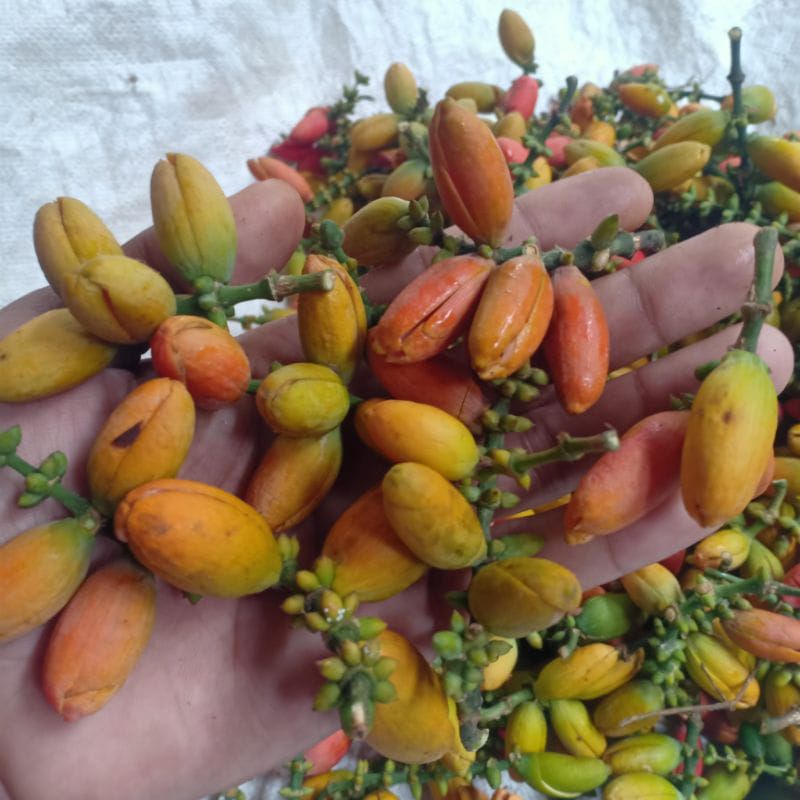 

KULIT MELINJO MENTAH KUNING HIJAU 1KG