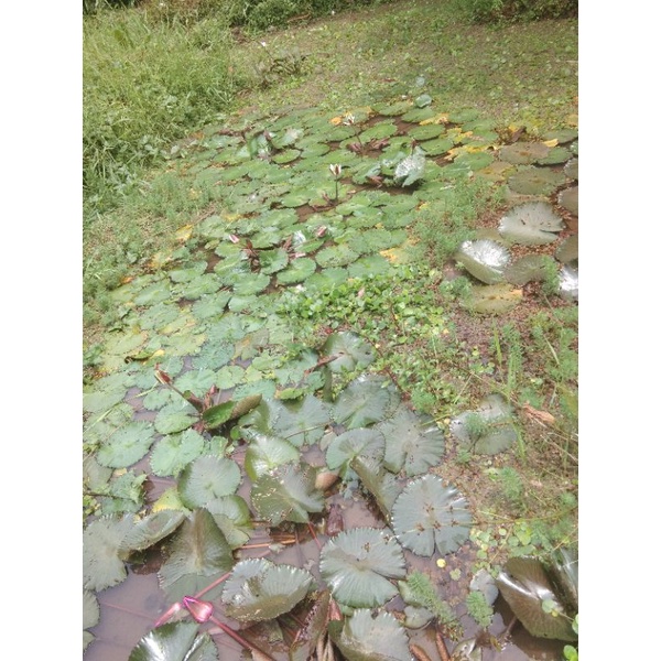 Tiger lotus induk buat kolam tanaman teratai air