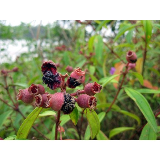 

Ready Buah senggani senduduk harendong berat 100gr redy stok