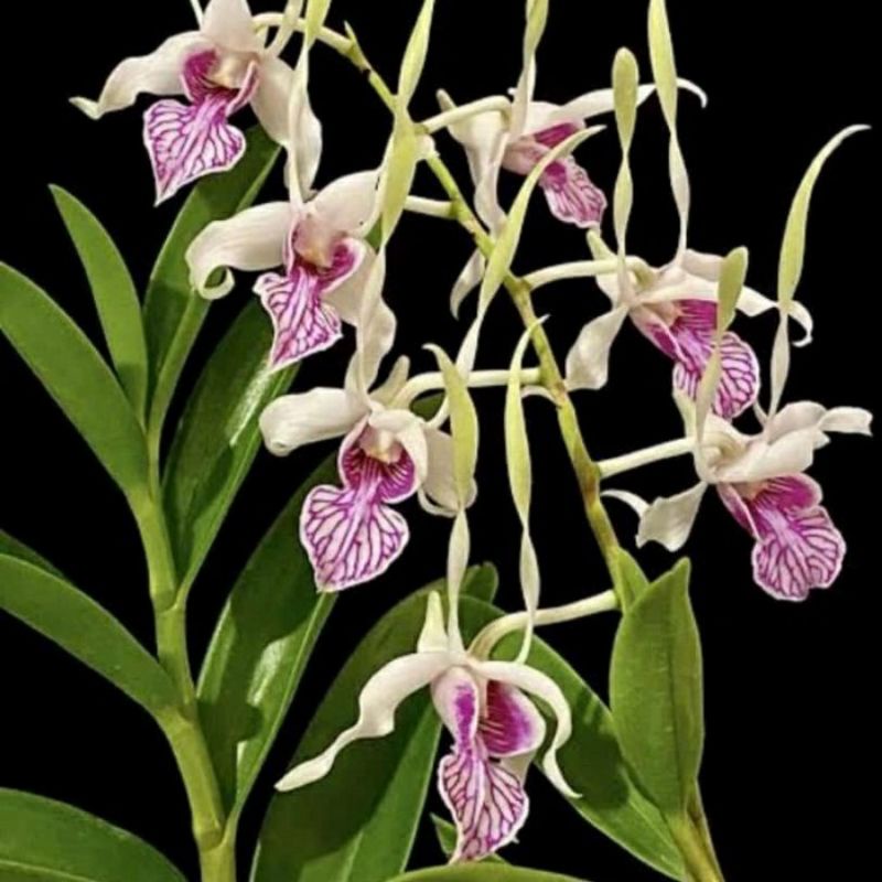 Dendrobium Stratiotes Seedling