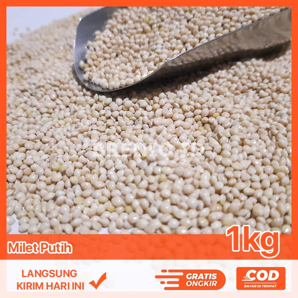 Pakan Milet Putih Burung Lovebird Millet Putih 1Kg