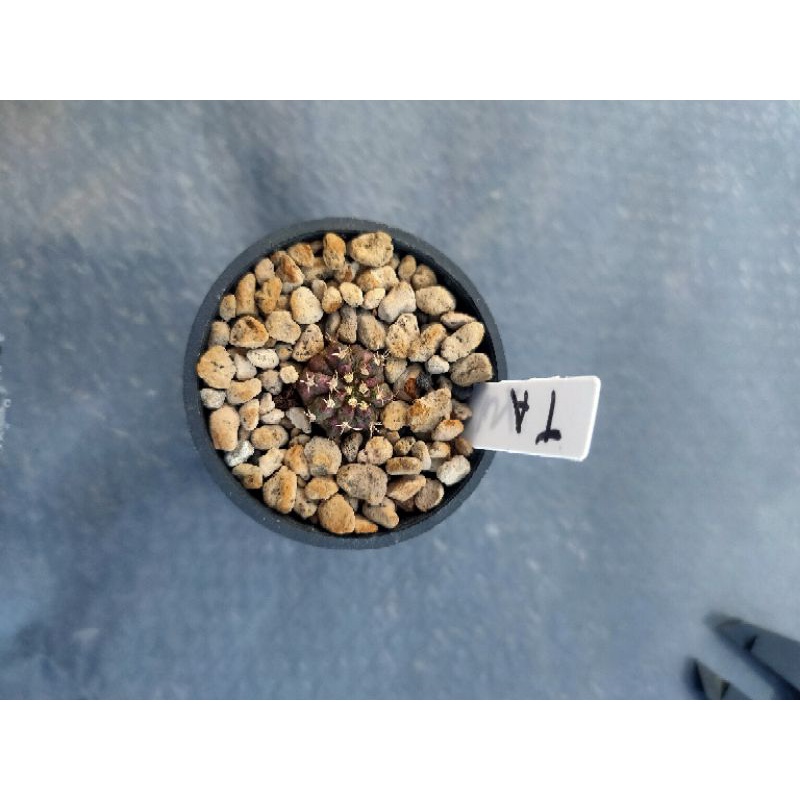 Kaktus  Gymnocalycium-Gymno Tlux/T-Lux