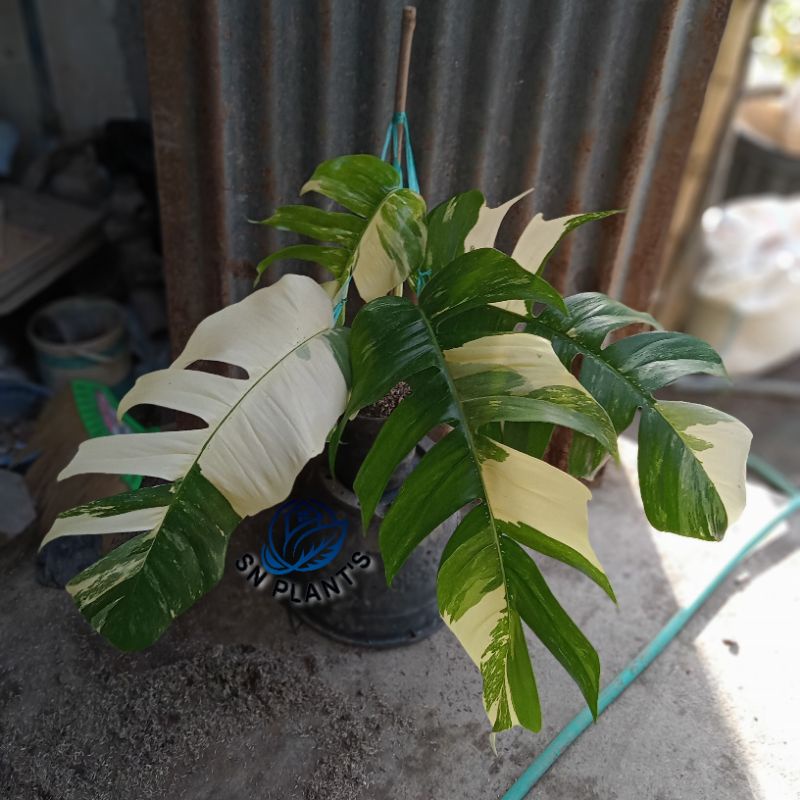 tanaman hias monstera epipremnum pinantum varigata white/putih.(super jumbo)