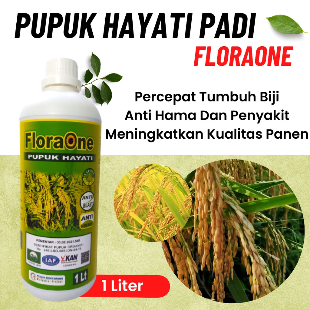 Pupuk Penguat Batang Padi, Pupuk Cair Penambah Anakan Padi, Pupuk Hayati Cair Padi Atasi Bercak Daun