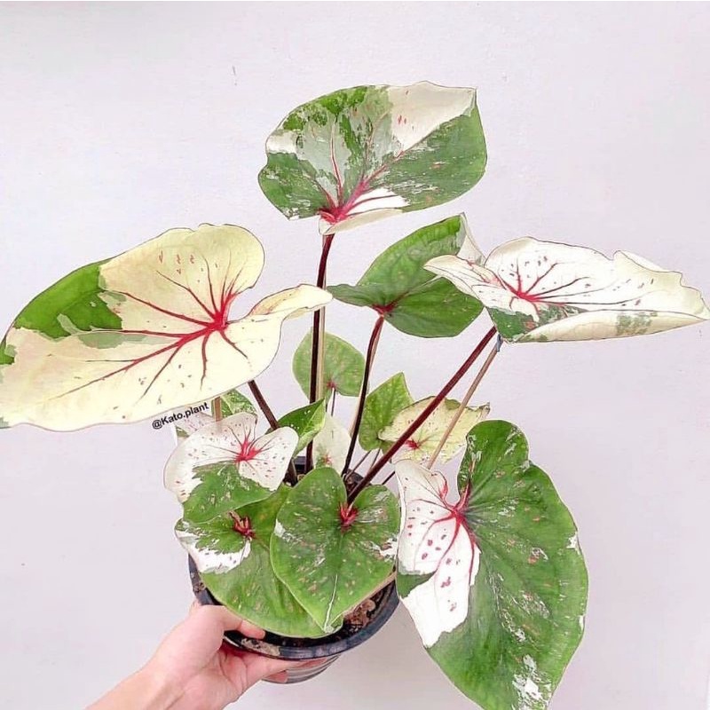 Caladium seven diamond 1-3 Daun Tanaman Keladi Hias Murah Impor Thailand Import BUKAN bonggol bibit/