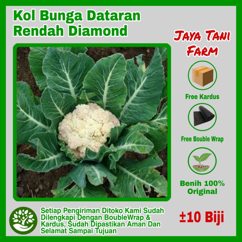 10 Biji Benih Kol Bunga Dataran Rendah Diamond Unggulan / Bibit Bunga Kol / Bibit Sayuran / Bibit Ta