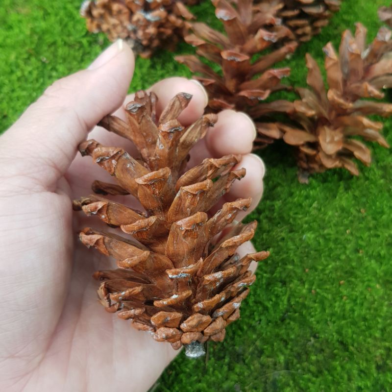 Jual Bunga Pinus Kering Pine Cone Per Buah Shopee Indonesia 1969