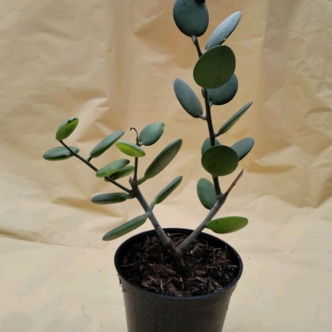 sukulen dolar(koin)sudah cabang