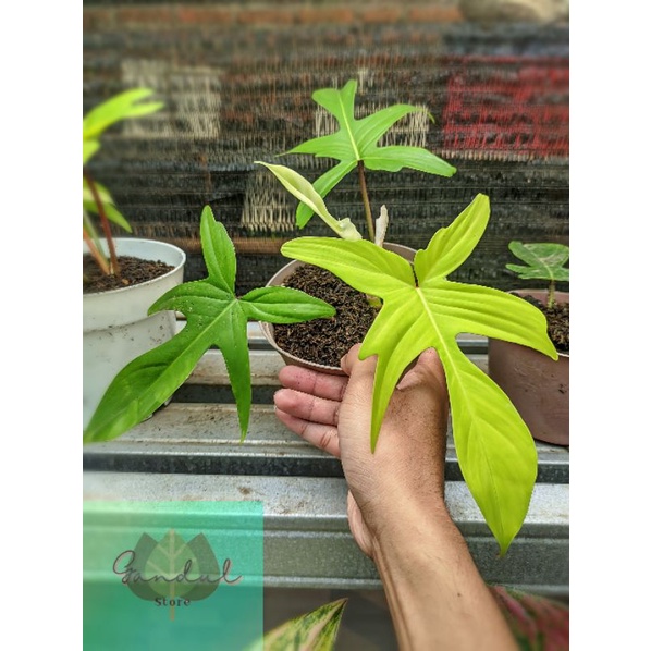 philodendron Florida ghost mint