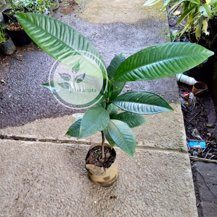 Bibit pohon manggis/Tanaman buah manggis manis GG22