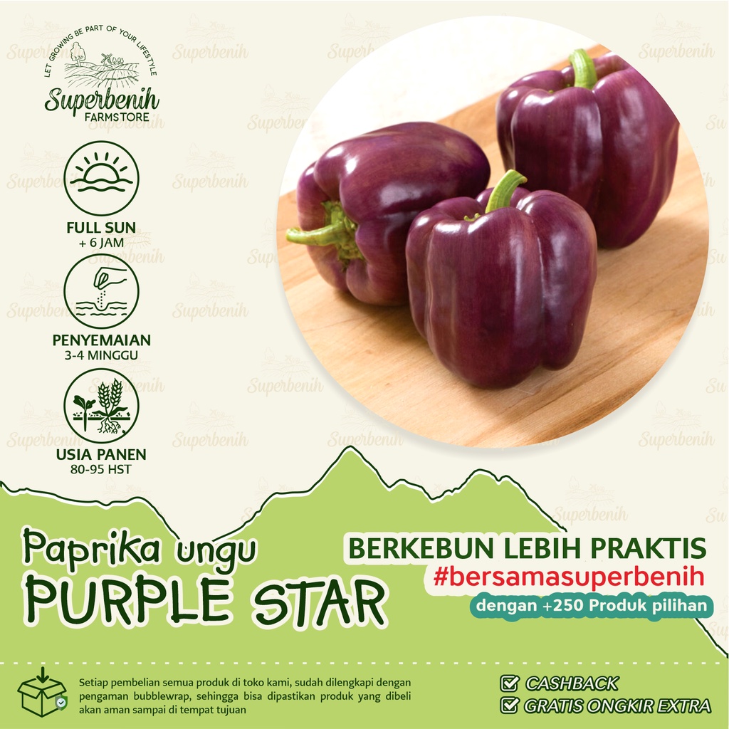 5 Biji - Benih Paprika Ungu PURPLE STAR F1