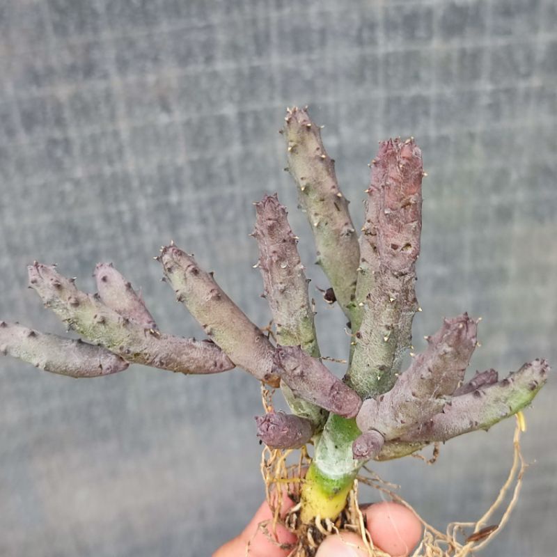 Huernia pendurata cutting