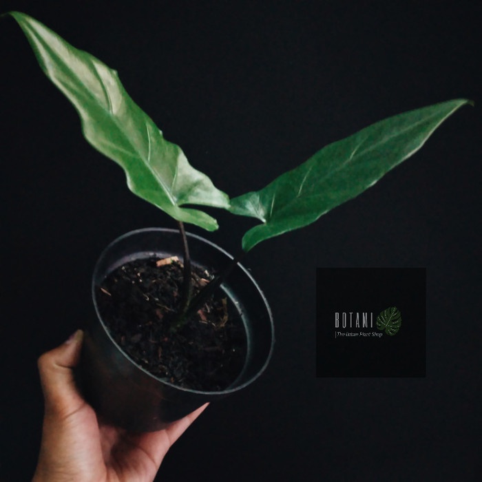 ALOCASIA LAUTERBACHIANA/ ALOKASIA KERIS PAPUA ORIGINAL BEST QUALITY