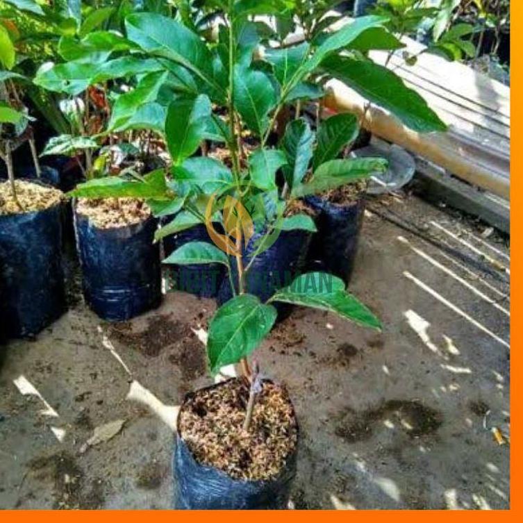 Harga Termurah Bibit Pohon Rambutan Binjai, Rambutan Binjai, Pohon Rambutan Binjai