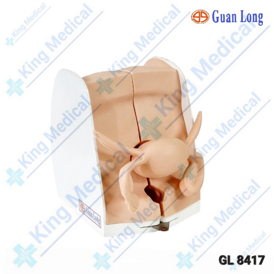 Alat Peraga/Manekin Model Pemasangan Alat Kontrasepsi/IUD 8417