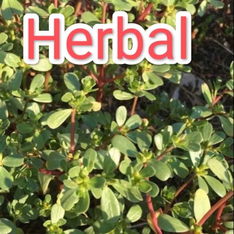 kerokot krokot gelang segar 1000 gram semarang