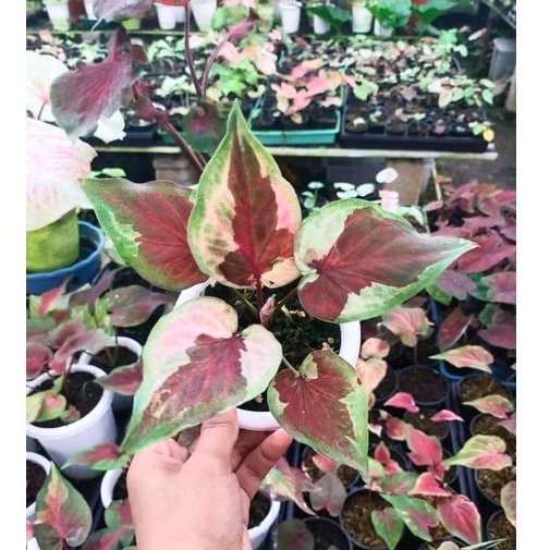 Caladium Dwi Warna Culture / Caladium Dwi Warna Kultur
