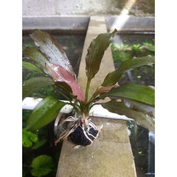 echinodorus red diamond wabikusa - aquascape