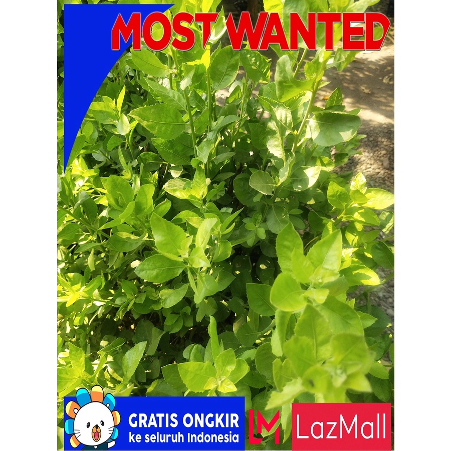 Daun Beluntas Segar pucuk daun beluntas