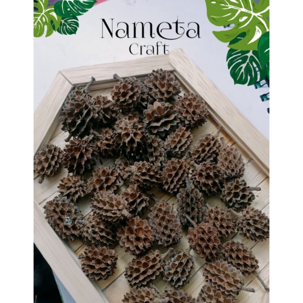 BUNGA CEMARA UDANG KERING DURENAN (1BIJI)