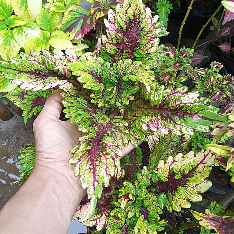 TANAMAN HIAS MIANA ID CENDRAWASIH