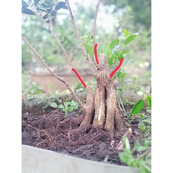KIMENG / ficus microcarpa, smoll telmpel