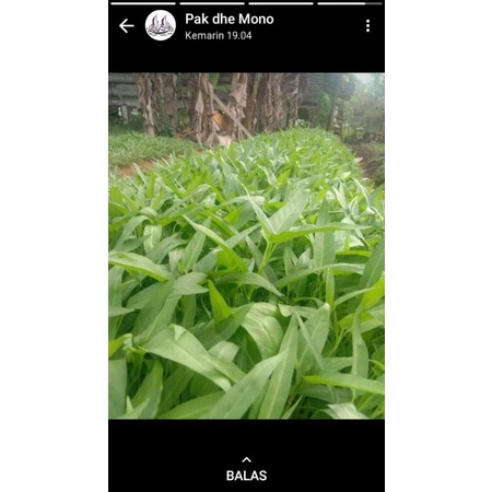 bibit Kangkung 1kg berkualitas