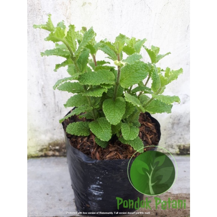 Tanaman Herbal Nanas Mint - Pineapple Mint - Mint Varigata EE33