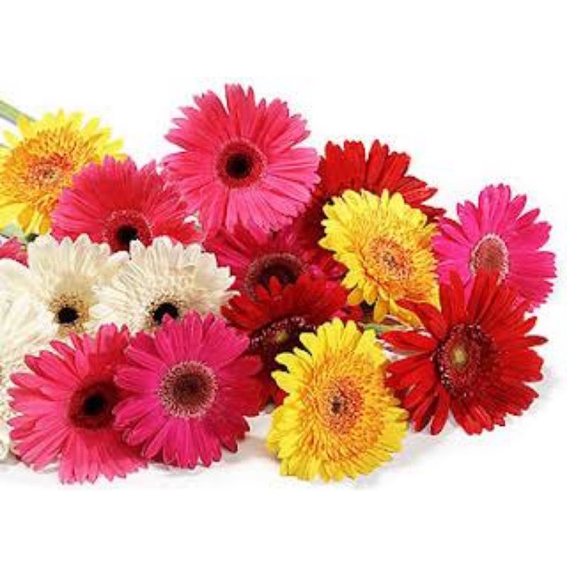 BUNGA POTONG GERBERA HOLLAND 1 IKAT (10 TANGKAI)