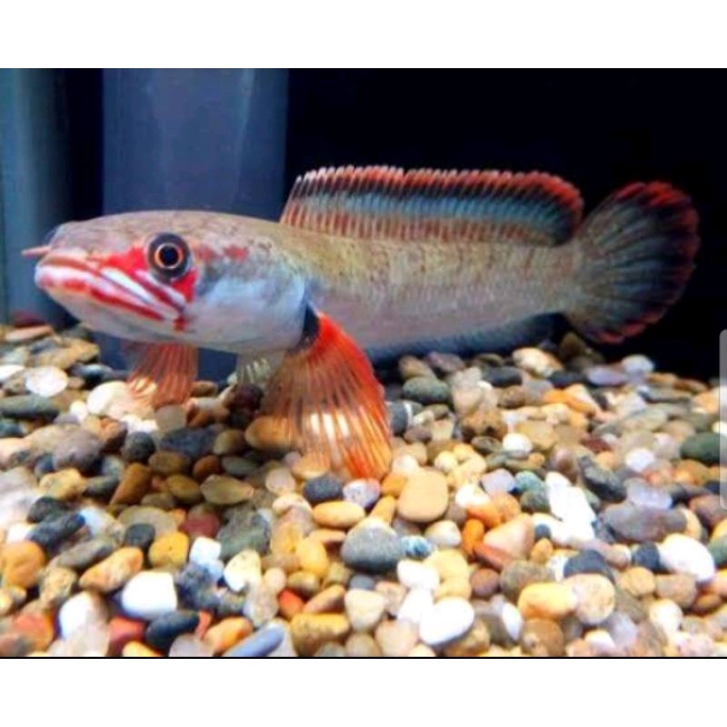 SPECIAL CHANA limbata FIRE AND ICE BHAN