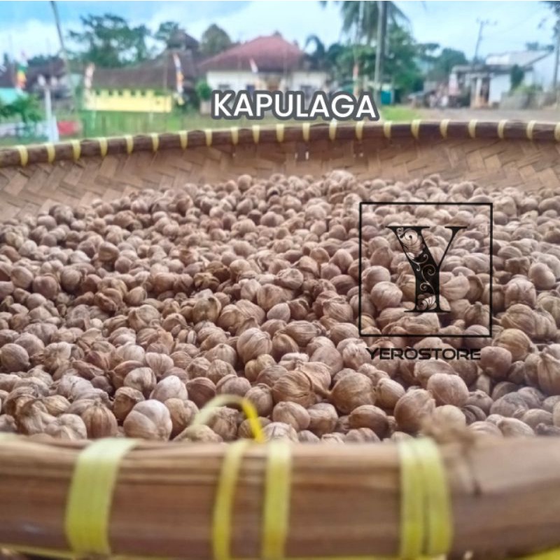 

Kapulaga 1kg Kapolaga Jawa True Cardamom Kapulaga Kering