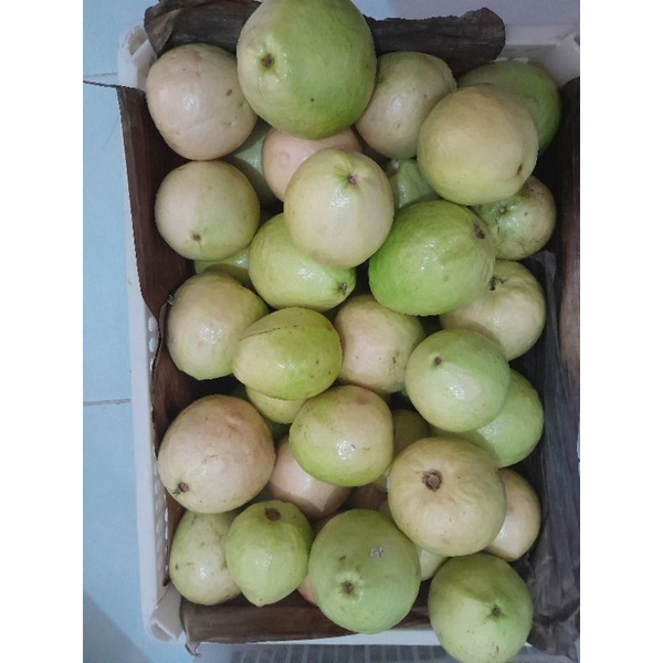 

Jambu Guava Merah