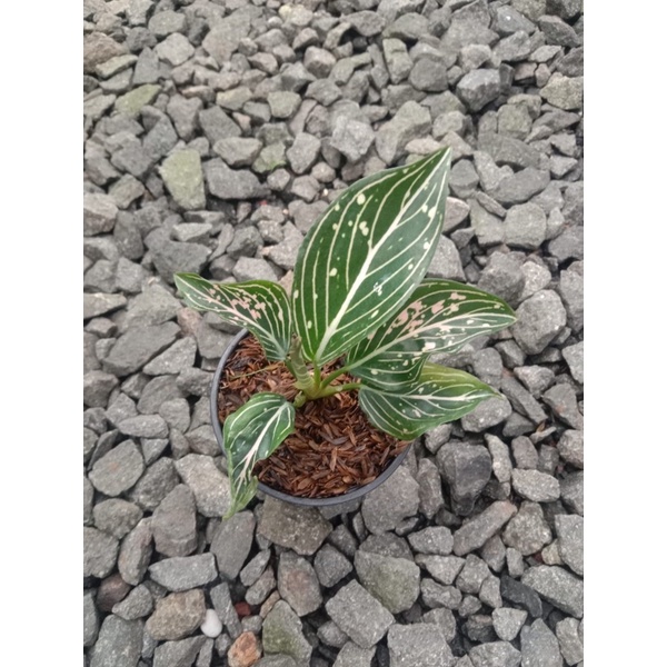 Aglonema Siti Nurbaya